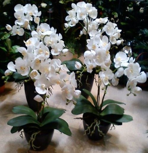 orchider-i-sorte-skjulere.jpeg
