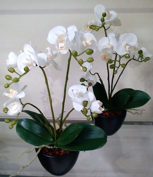 orchider-i-sorte-skjulere-2.jpeg