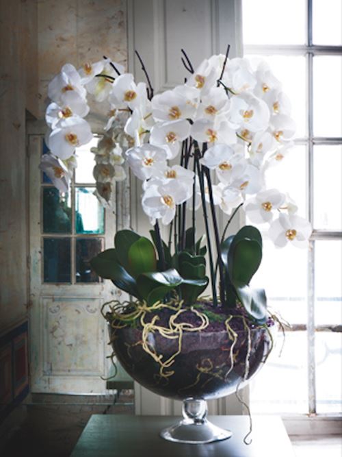 orchide-sia.jpeg