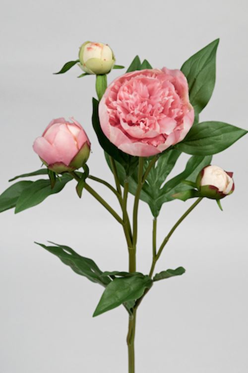 paeon-rosa-65-cm.jpeg