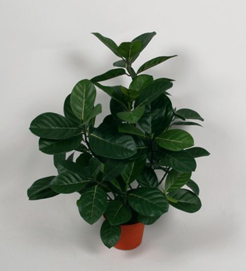 artocarpus-56-cm.jpg