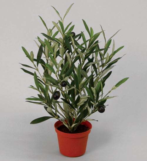 olivenplante-32-cm.jpg