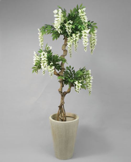 wisteria-hvid.jpg