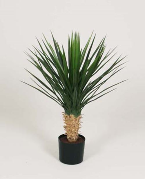 yucca-rostrata-63-cm.jpg