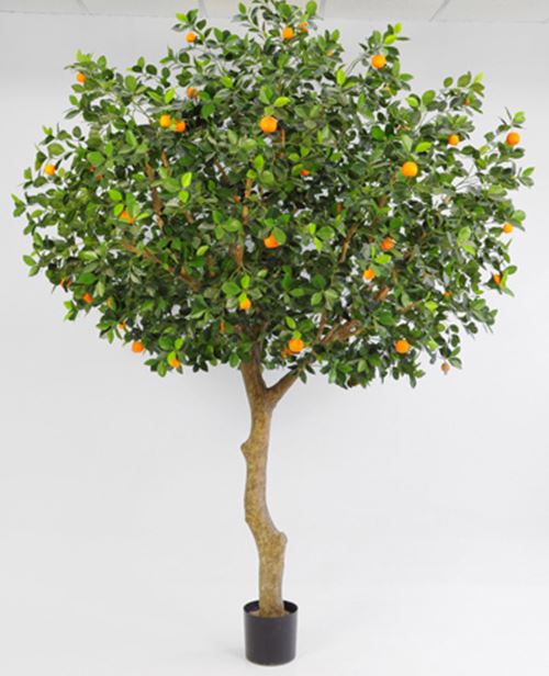 appelsintrae-260-cm.jpg