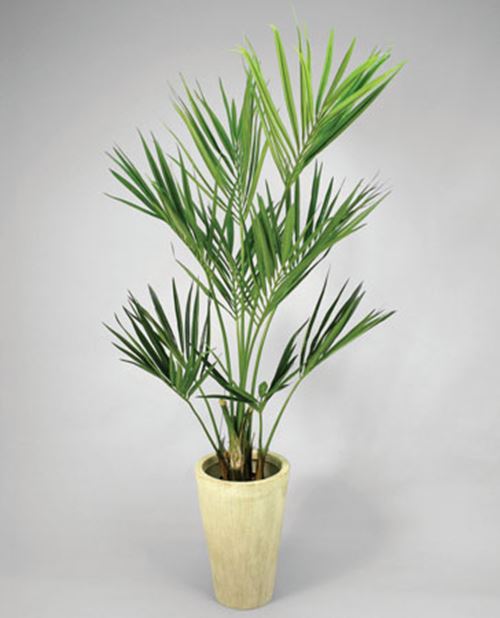 kentia-palme.jpg