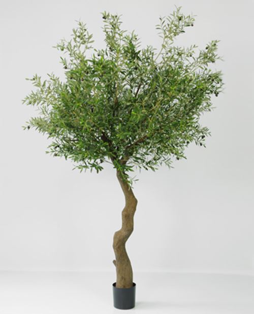 oliventrae-240-cm.jpg