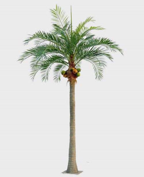 palme-med-kokosnoedder-390-cm-450-cm-520-cm-og-590-cm.jpg