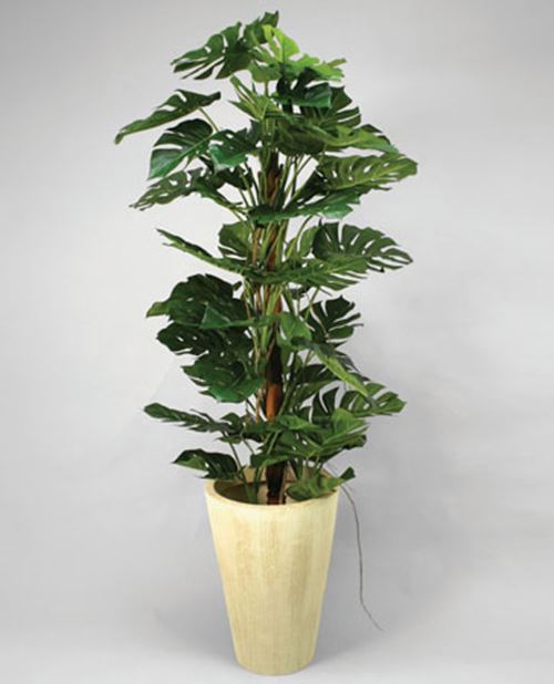 philodendron-stor.jpg