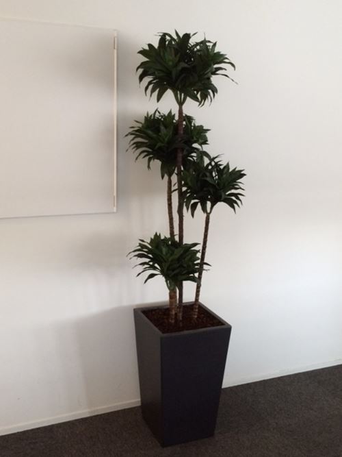 Plante til kontor.jpg
