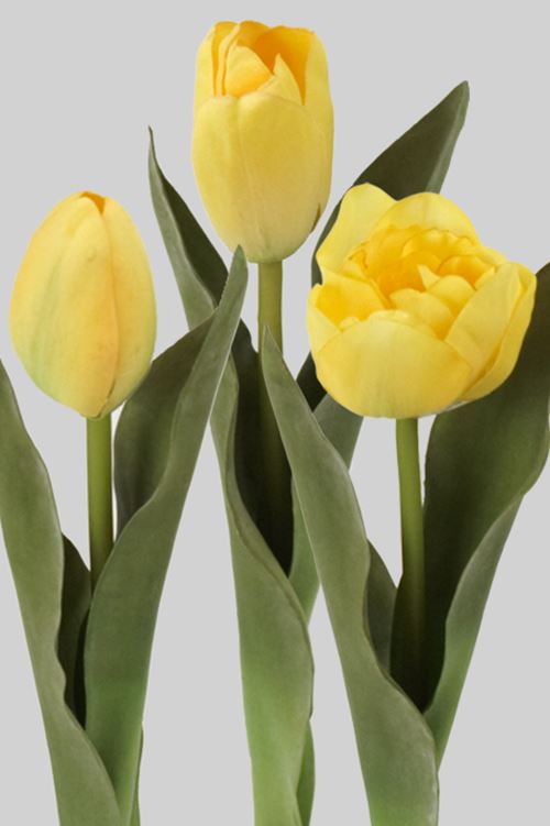 Gule tulipaner.jpg
