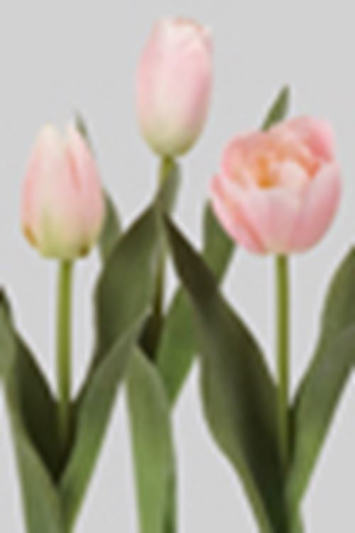 Tulipaner.jpg