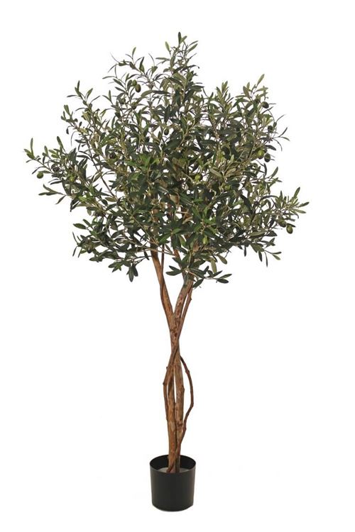 Oliventræ 165cm