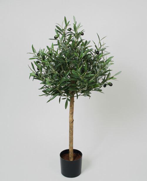 Oliventræ 80cm