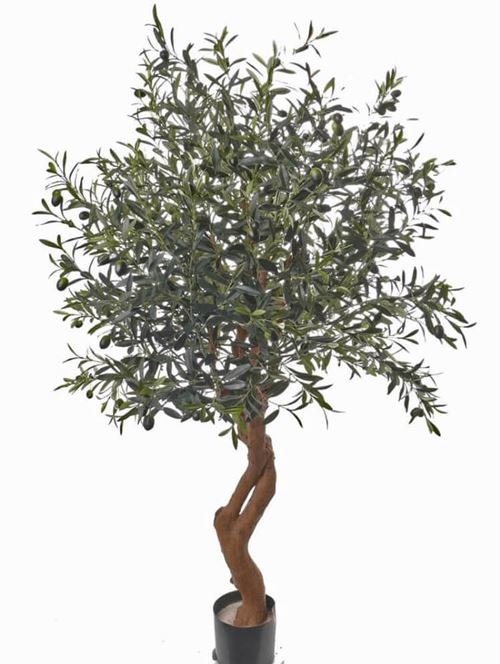 Oliventræ, 160cm