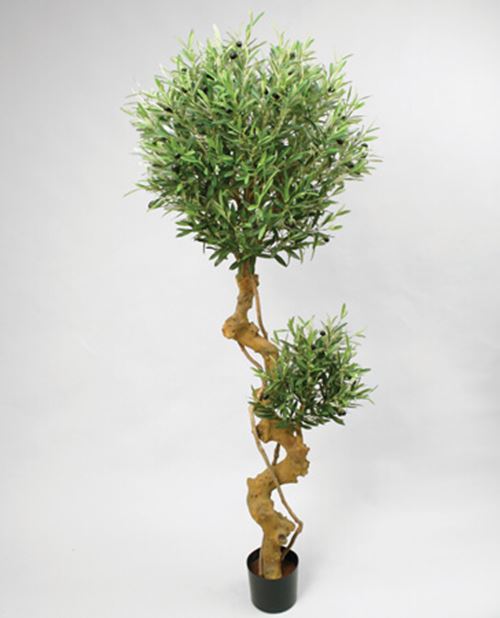 Oliventræ, Bonsai
