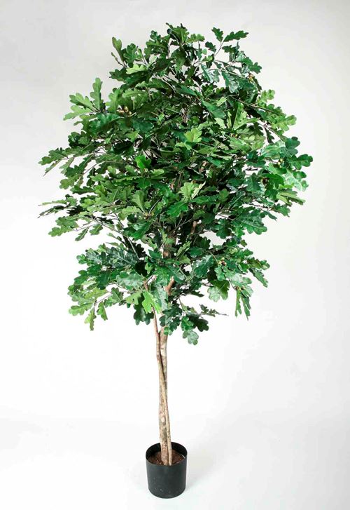 Egetræ 1189-180.jpg