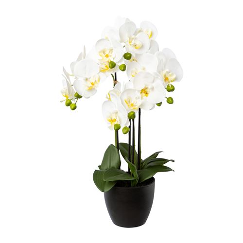 Hvid orkide 1122012-40.jpg