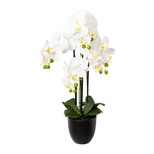 Hvid orkide 1122013-40.jpg