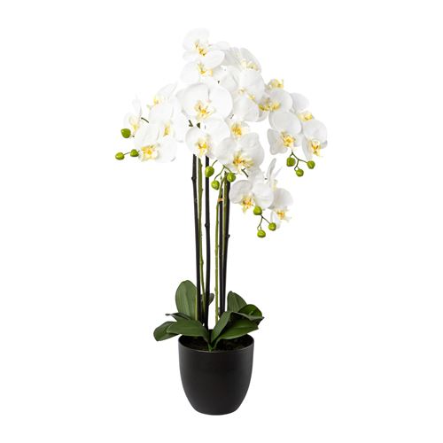 Hvid orkide 1122014-40.jpg
