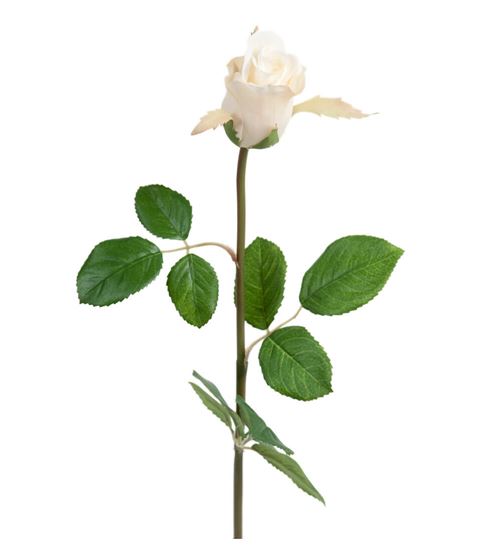 hvid rose.jpg