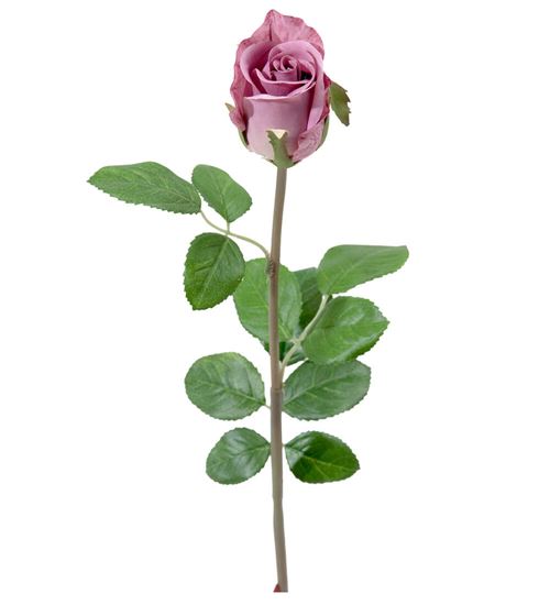 Rose fra Bonica.jpg